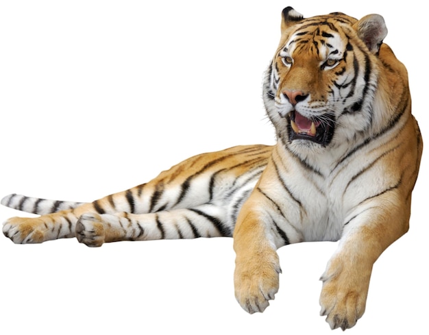 der Tiger