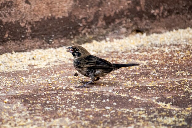 Der Tiziu (Volatinia jacarina) ist ein neotropischer Vogel der Familie der Thraupidae, der von Südmexiko bis Argentinien/Brasilien vorkommt.