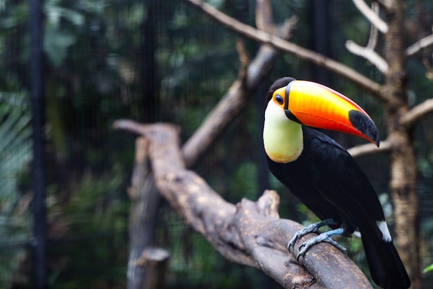 Der Toco Tukan Vogel auf dem Holzbaum im Wald