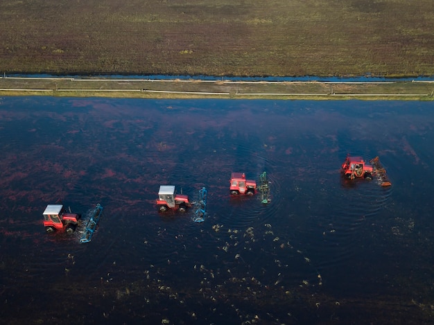 Der Traktor sammelt Preiselbeeren in einem Moor.