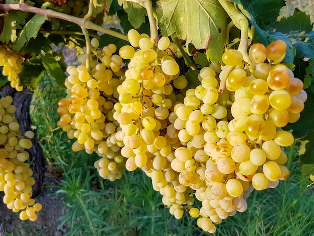 Der Traubenweinberg, Landwirtschaft (Türkei, Izmir-Weinberge)