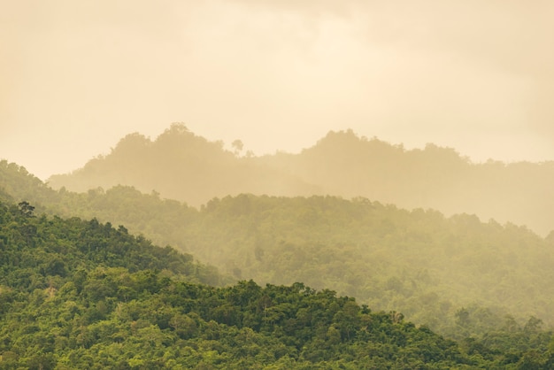 Der tropische gebirgswald in thailand