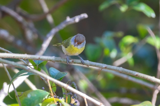 Der tropische Vogel namens „Pitiguariquot Cyclarhis gujanensis“ im selektiven Fokus