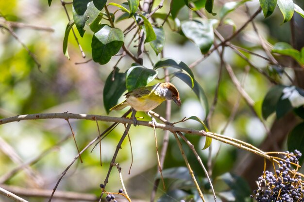 Der tropische Vogel namens „Pitiguariquot Cyclarhis gujanensis“ im selektiven Fokus