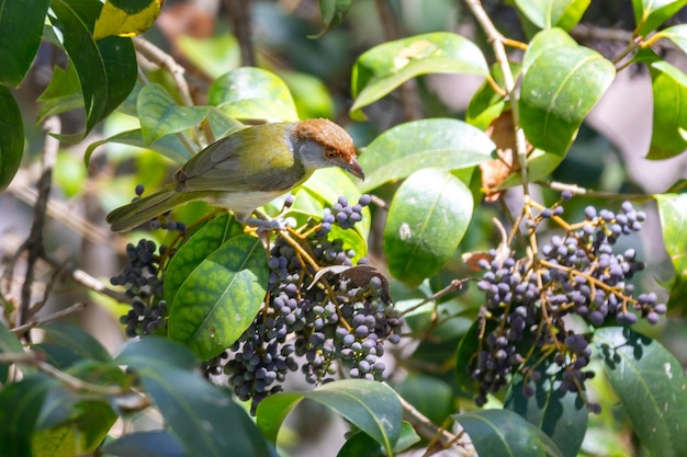 Der tropische Vogel namens „Pitiguariquot Cyclarhis gujanensis“ im selektiven Fokus