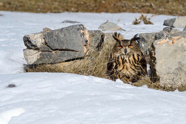 Der Uhu ist eine Vogelart aus der Familie der Strigidae.