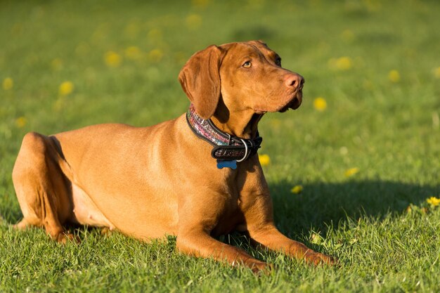 Der ungarische Pointer ist während des Nachmittagstrainings niedergelassen und ruht sich kurz aus.