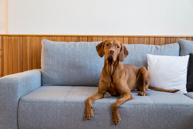 Der ungarische Vizsla-Hund liegt auf einem Sofa