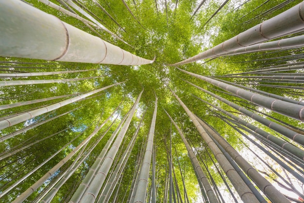 Der uprisen Winkel des Bambuswaldes mit prachtvollem Morgensonnenschein in Kyoto, Japan