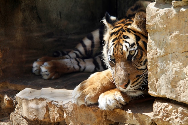 Der Ussurische Tiger ist traurig in Gefangenschaft im Zoo Jerusalem