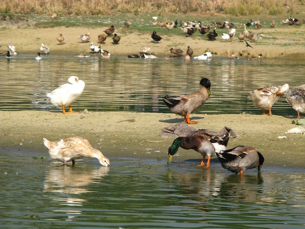 Foto der vogel auf dem taungthaman-see amarapura myanmar