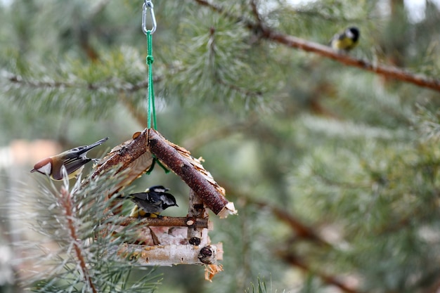 Der Vogel frisst vom Futterautomaten. Der Vogel frisst im Winter Fett. Der Vogel isst Weißbrot.