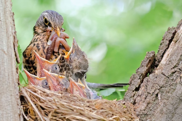 Der Vogel füttert seine Küken im Nest, die Amsel im Nest inkubiert kleine Küken