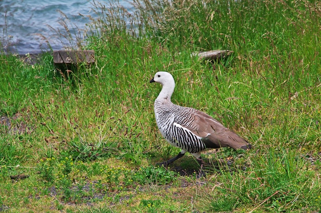 Der Vogel im Nationalpark Torres del Paine, Patagonien, Chile