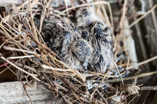 Foto der vogel im nest