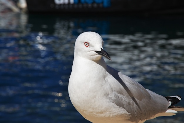 Der Vogel in Queenstown auf der Südinsel, Neuseeland