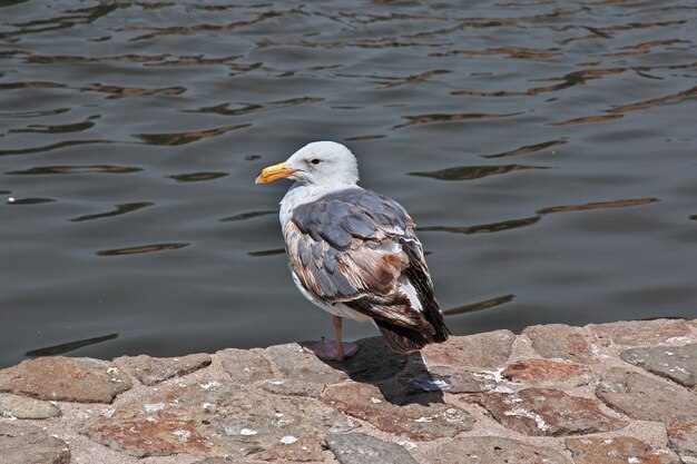 Der Vogel in San Francisco, Westküste, Vereinigte Staaten