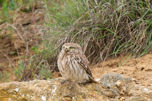 Der Vogel Kleine Eule Athena noctua sitzt auf einem Felsen.