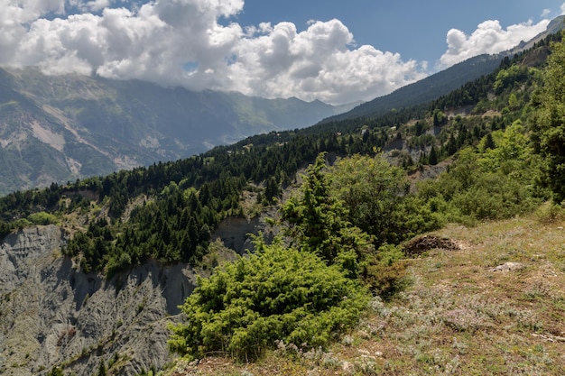 Der Wacholder Juniperus wächst in den Bergen