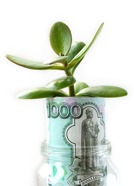 Der wachsende Baum vom Geld prägt im Glasgefäß.