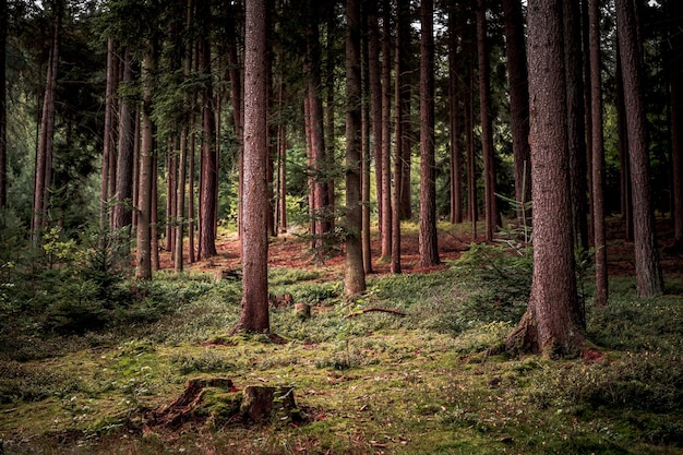 Der Wald als Lebensraum em Bayerischen Wald