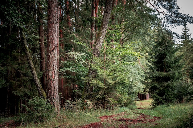 Der Wald als Lebensraum im Bayerischen Wald