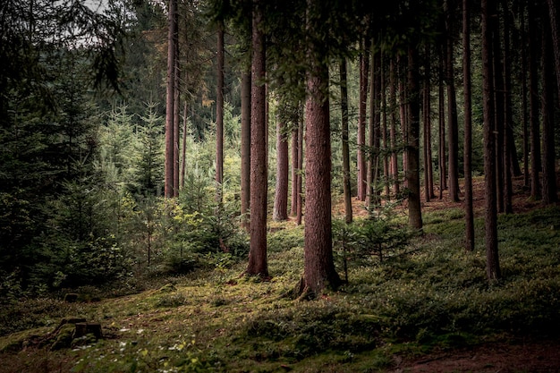 Der Wald como Lebensraum im Bayerischen Wald