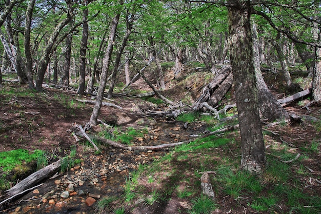 Der Wald im Los Glacier Nationalpark nahe Fitz Roy, El Chalten, Patagonien, Argentinien