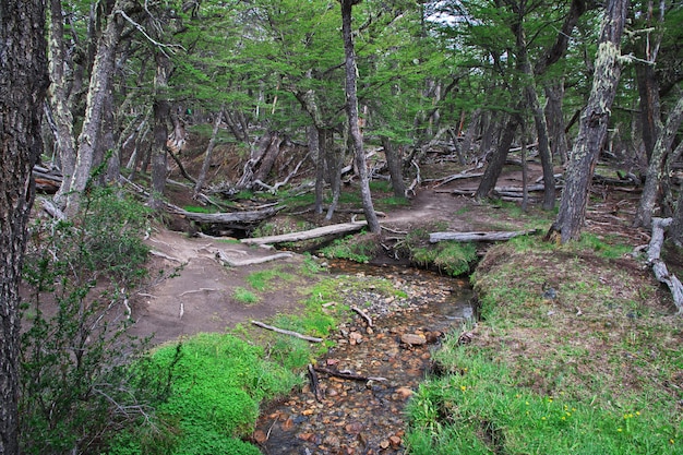 Der Wald im Los Glacier Nationalpark nahe Fitz Roy, El Chalten, Patagonien, Argentinien