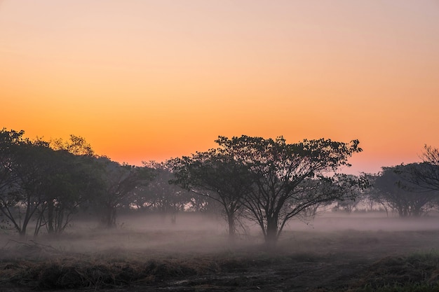 Der Wald im Morgengrauen ist mit Nebel bedeckt.