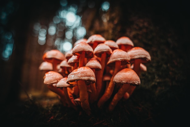 Der Wald im Spätsommer