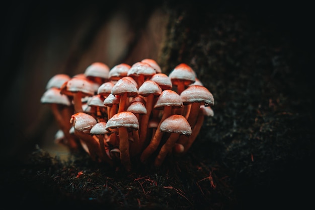 Der Wald im Spätsommer