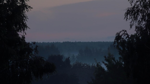 Der Wald im Tal ist morgens sehr neblig, die Atmosphäre sieht beängstigend aus. Dunkler Ton