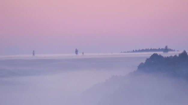 Der Wald im Tal ist morgens sehr neblig, die Atmosphäre sieht beängstigend aus. Dunkler Ton