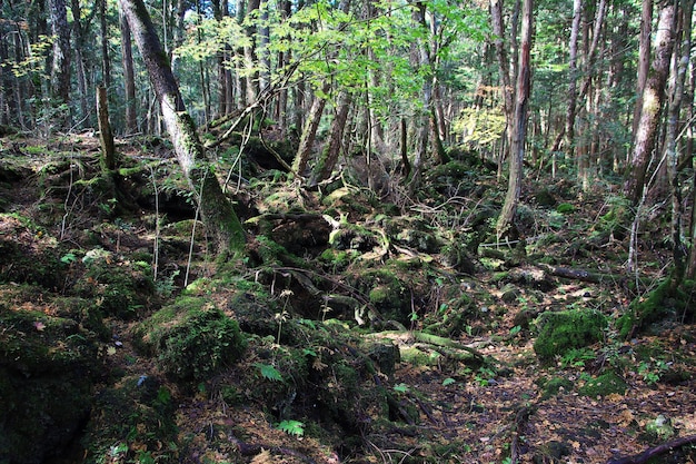 Der Wald in der Nähe von Fuji Japan