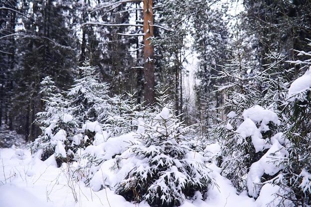 Der Wald ist mit Schnee Frost und Schneefall im Park bedeckt Winter verschneite frostige Landschaft