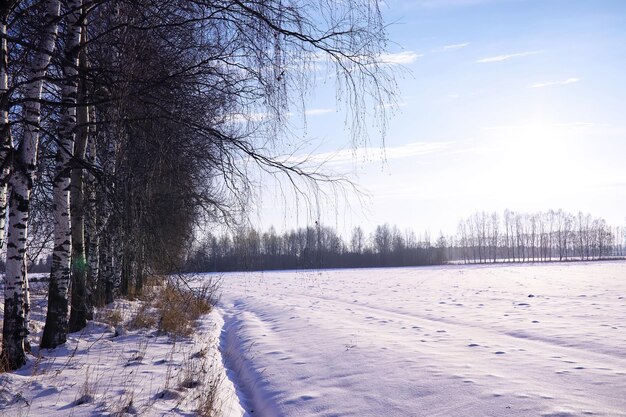 Der Wald ist mit Schnee Frost und Schneefall im Park bedeckt Winter verschneite frostige Landschaft