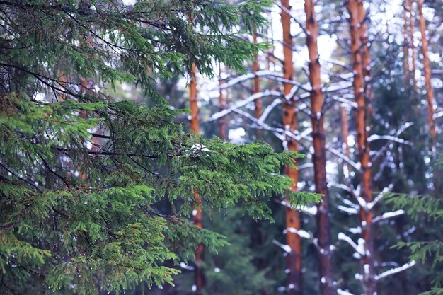 Foto der wald ist mit schnee frost und schneefall im park bedeckt winter verschneite frostige landschaft