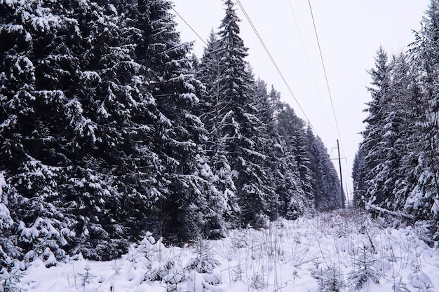 Der Wald ist mit Schnee Frost und Schneefall im Park bedeckt Winter verschneite frostige Landschaft
