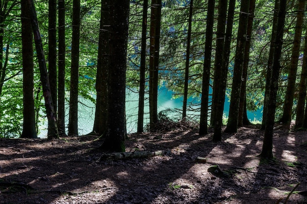 Der Wald rund um den See Pra da Stua in der Provinz Trento