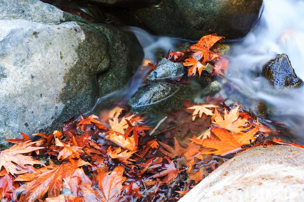 Der Waldbach im Herbst