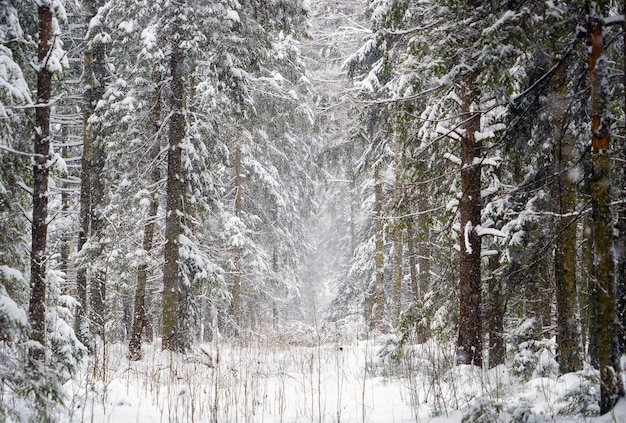 Der Waldrand mit schneebedeckten Tannen und Kiefern Winterlandschaft