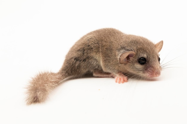 Der Waldschläfer Graphiurus murinus Afrikanischer Zwergschläfer isoliert auf weißem Hintergrund