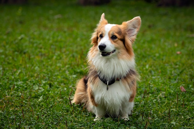 Der walisische Corgi-Hund auf einem grünen Feld. Nahansicht..