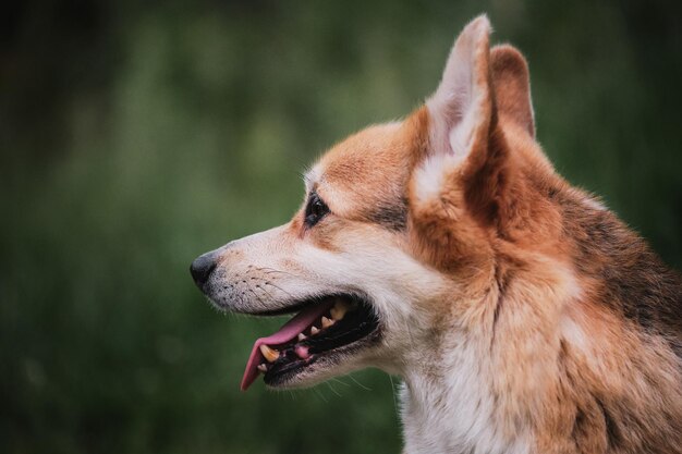 Der walisische Corgi Pembroke tricolor sitzt auf dem Hintergrund des grünen Grasporträts im Profil aus nächster Nähe