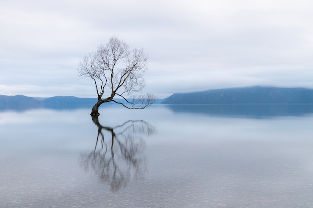 Der Wanaka-Baum, der berühmteste Weidenbaum im Lake Wanaka New Zealand