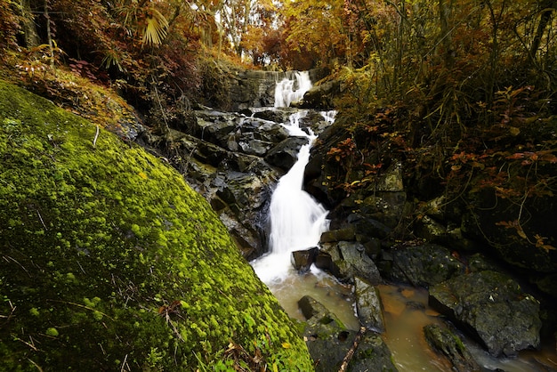 Der Wasserfall im Wald mit Frühlings-Saison