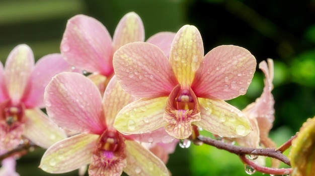 Der Wassertropfen auf einer rosa Orchidee in einem Garten.