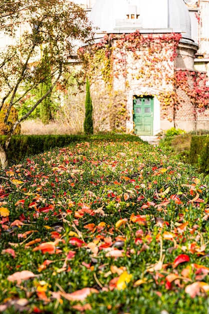 Foto der weg der blätter