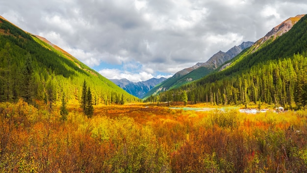 Der Weg durch Birkenzwerg (Betula Nana) im Herbst. Helle Landschaft von Bergen und Herbstwäldern der Region Altai, Sibirien.